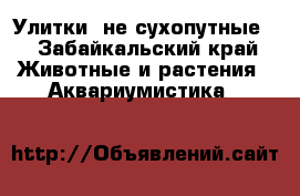 Улитки  не сухопутные  - Забайкальский край Животные и растения » Аквариумистика   